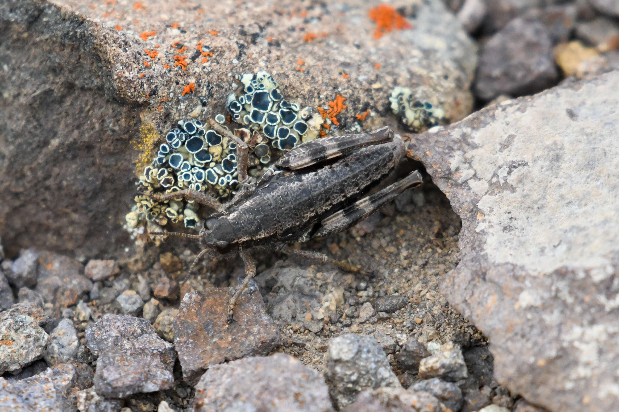 Buckellacris chilcotinae (Hebard 1922)的圖片