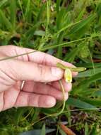 Image de Albuca cooperi Baker