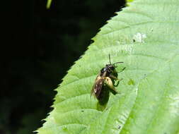 Image of Andrena integra Smith 1853