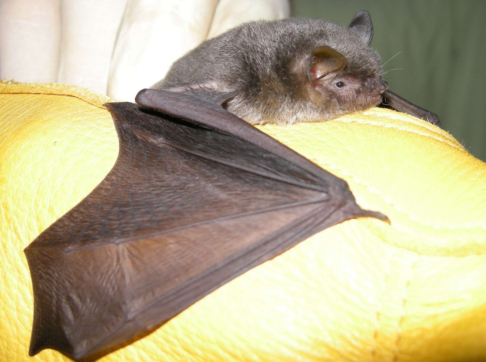 Image of Gray Myotis