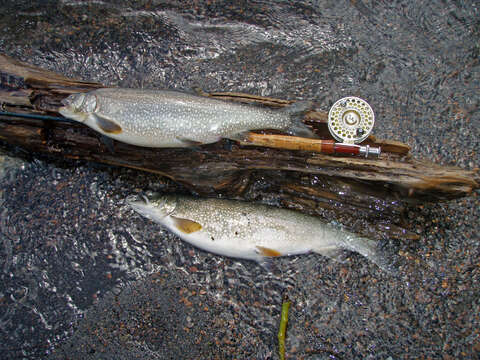 Image of lake trout