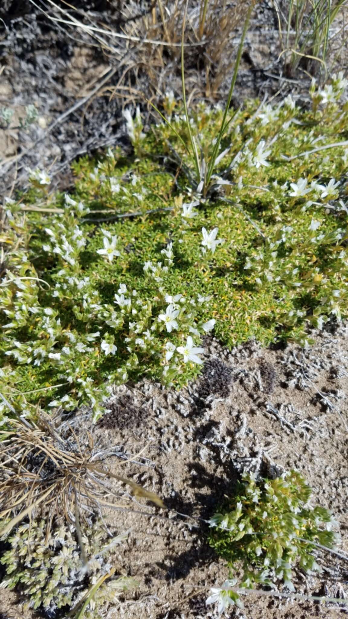 Image of Hooker's sandwort