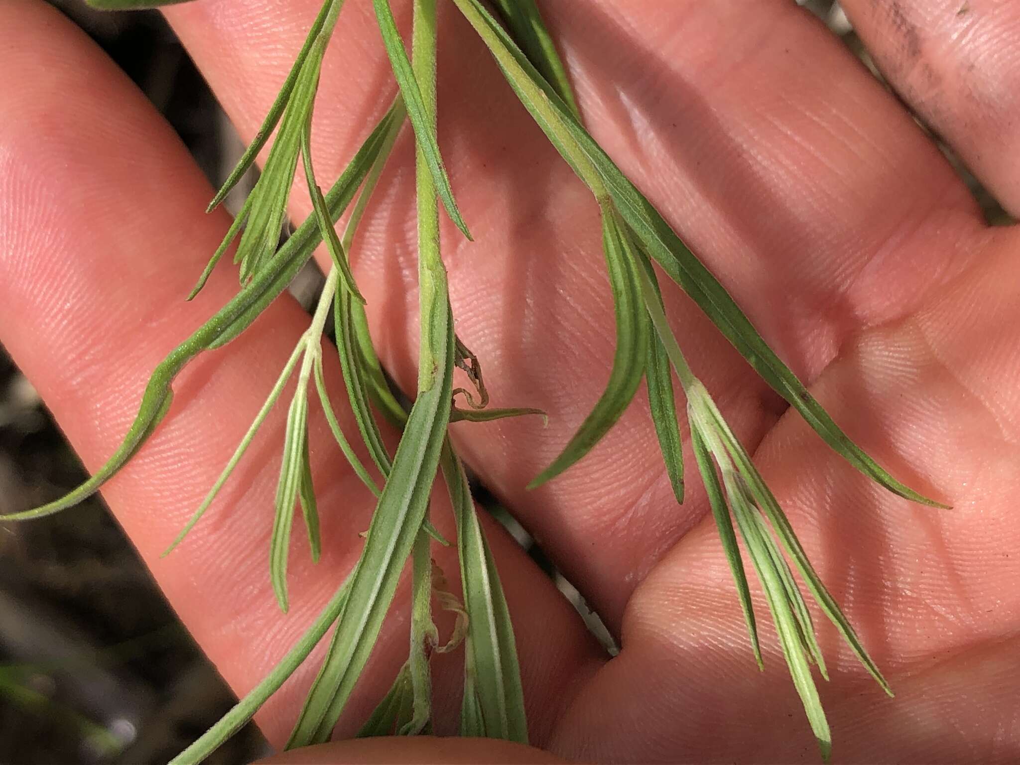 Слика од Epilobium leptophyllum Rafin.