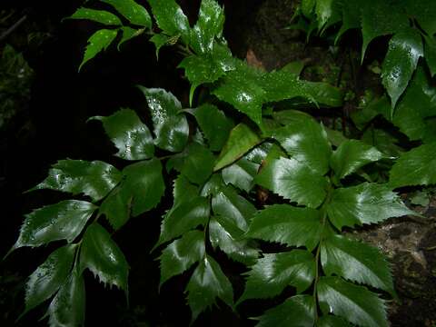 Image of Japanese netvein hollyfern