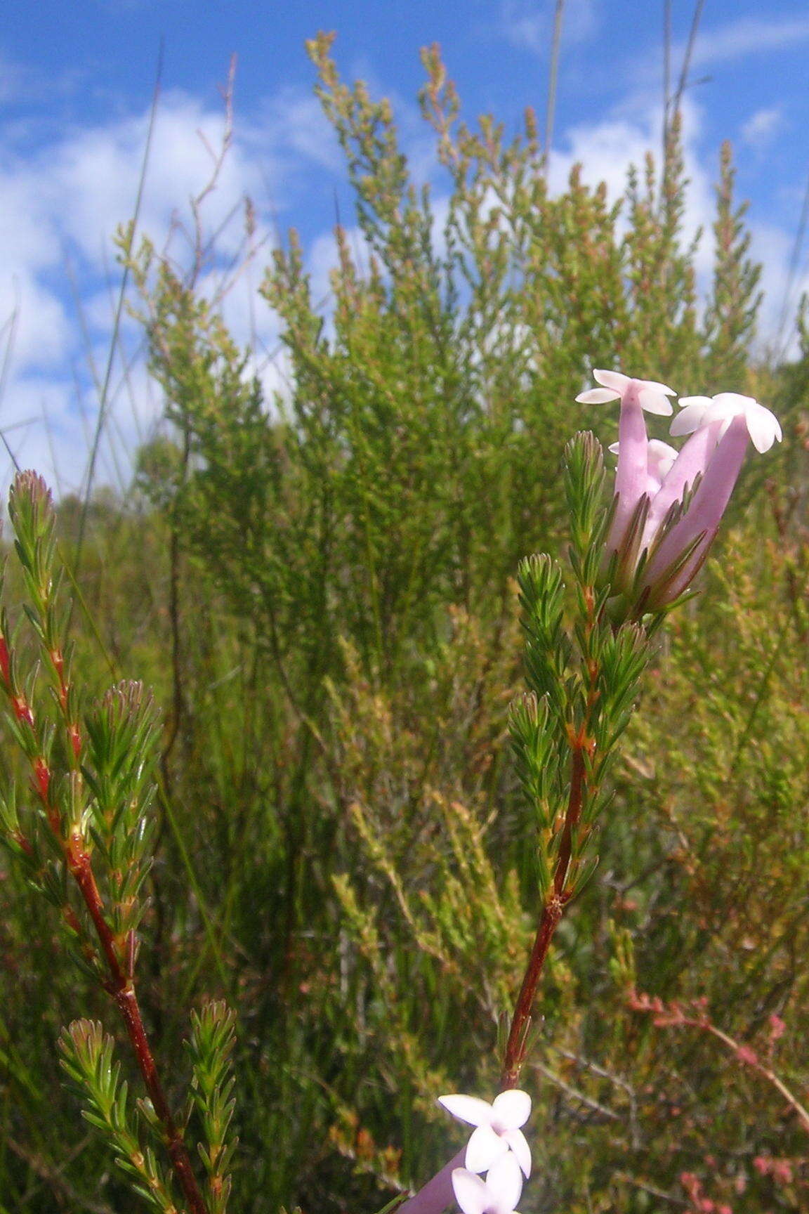 Image of Erica infundibuliformis Bartl.