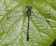 Image of Heliogomphus walli Fraser 1925