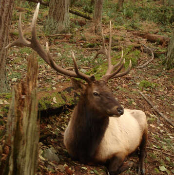 Cervus canadensis roosevelti的圖片