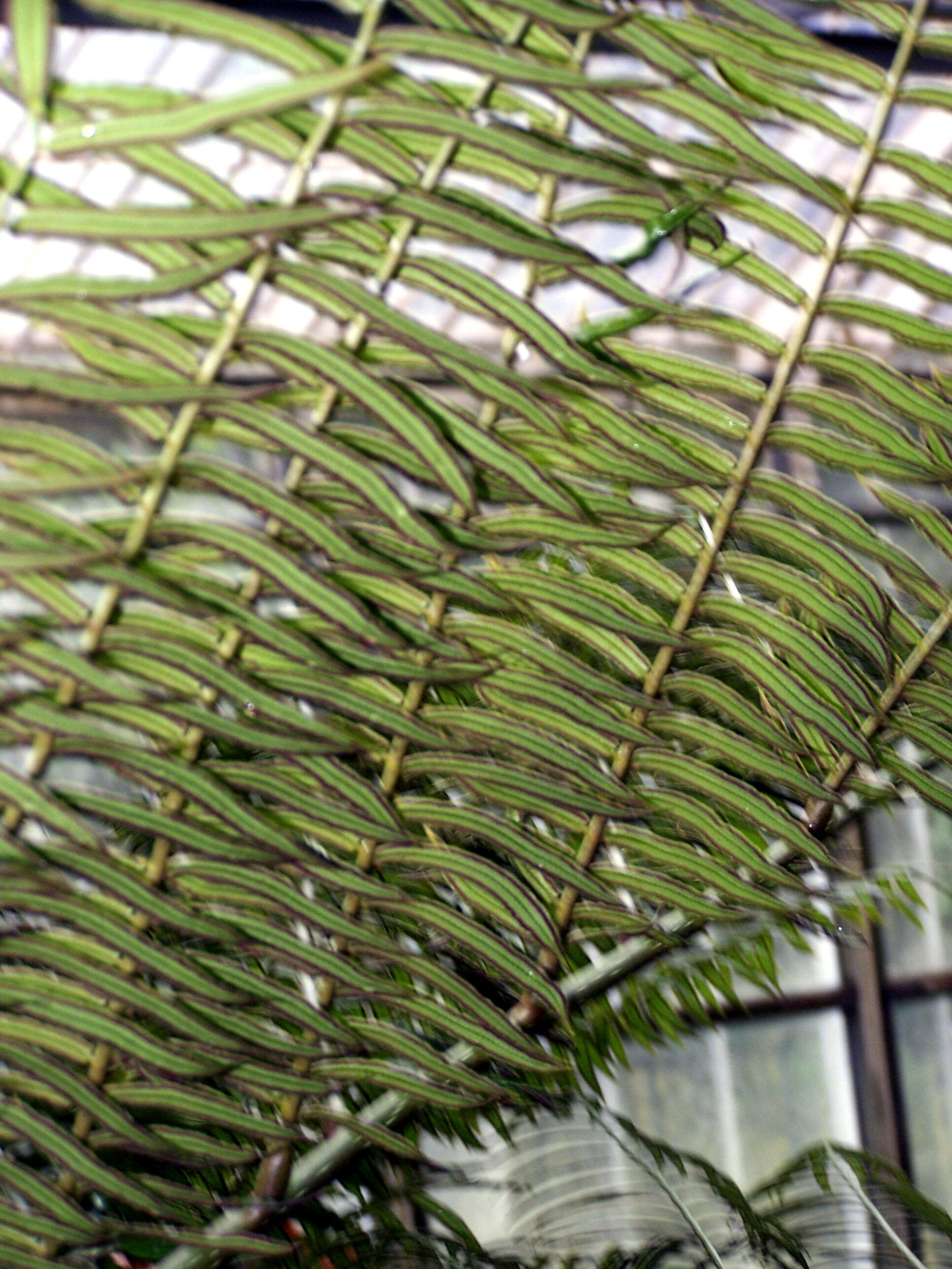 Image of angiopteris fern