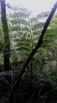 Image of Ptisana fraxinea (Sm.) Murdock