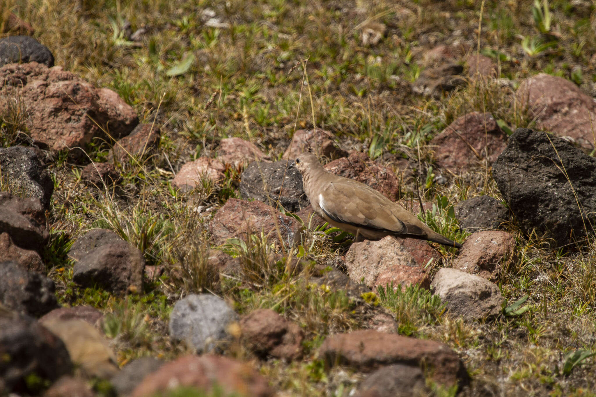 Metriopelia melanoptera (Molina 1782)的圖片