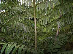 Image of angiopteris fern