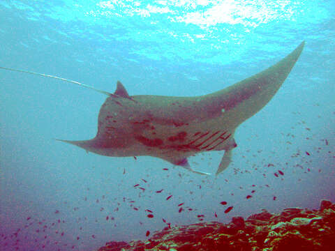 Image of Coastal Manta Ray