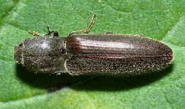 Imagem de Athous haemorrhoidalis