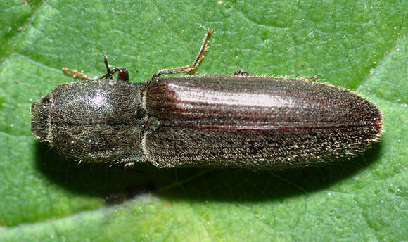 Imagem de Athous haemorrhoidalis