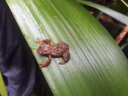 Image of Guacamayo Plump Toad