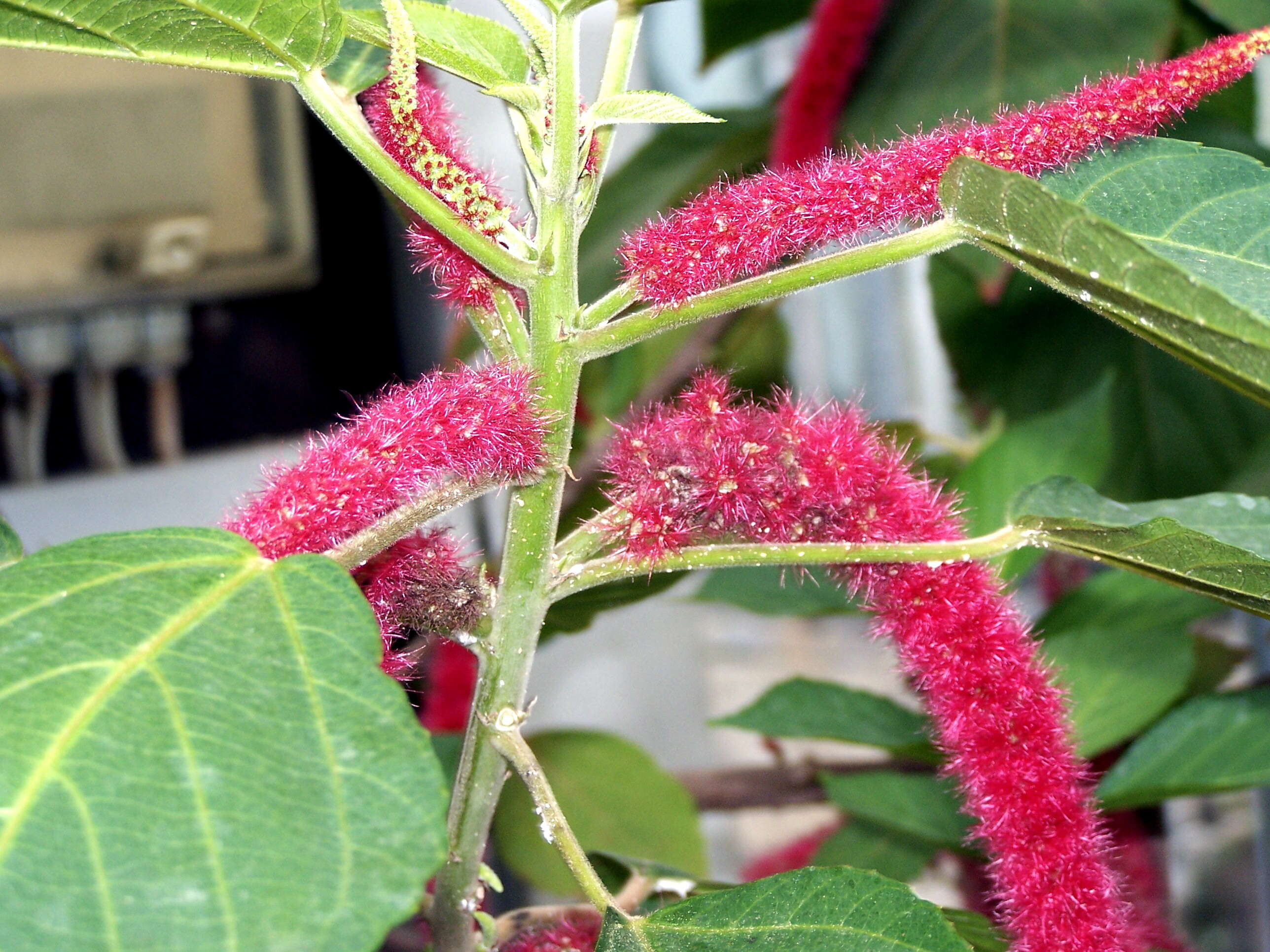 Imagem de Acalypha hispida Burm. fil.