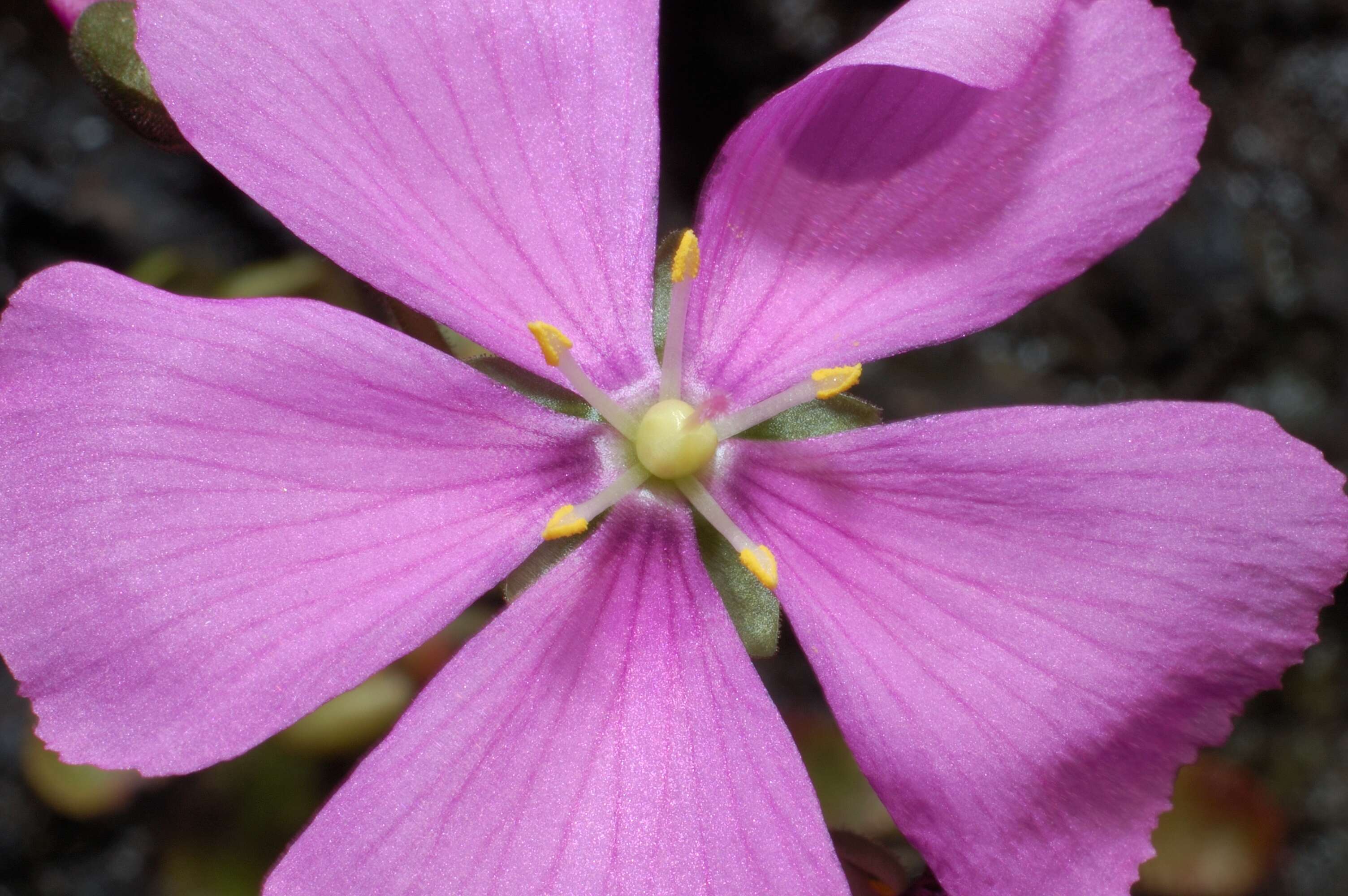 Image of Drosera hamiltonii C. R. P. Andrews