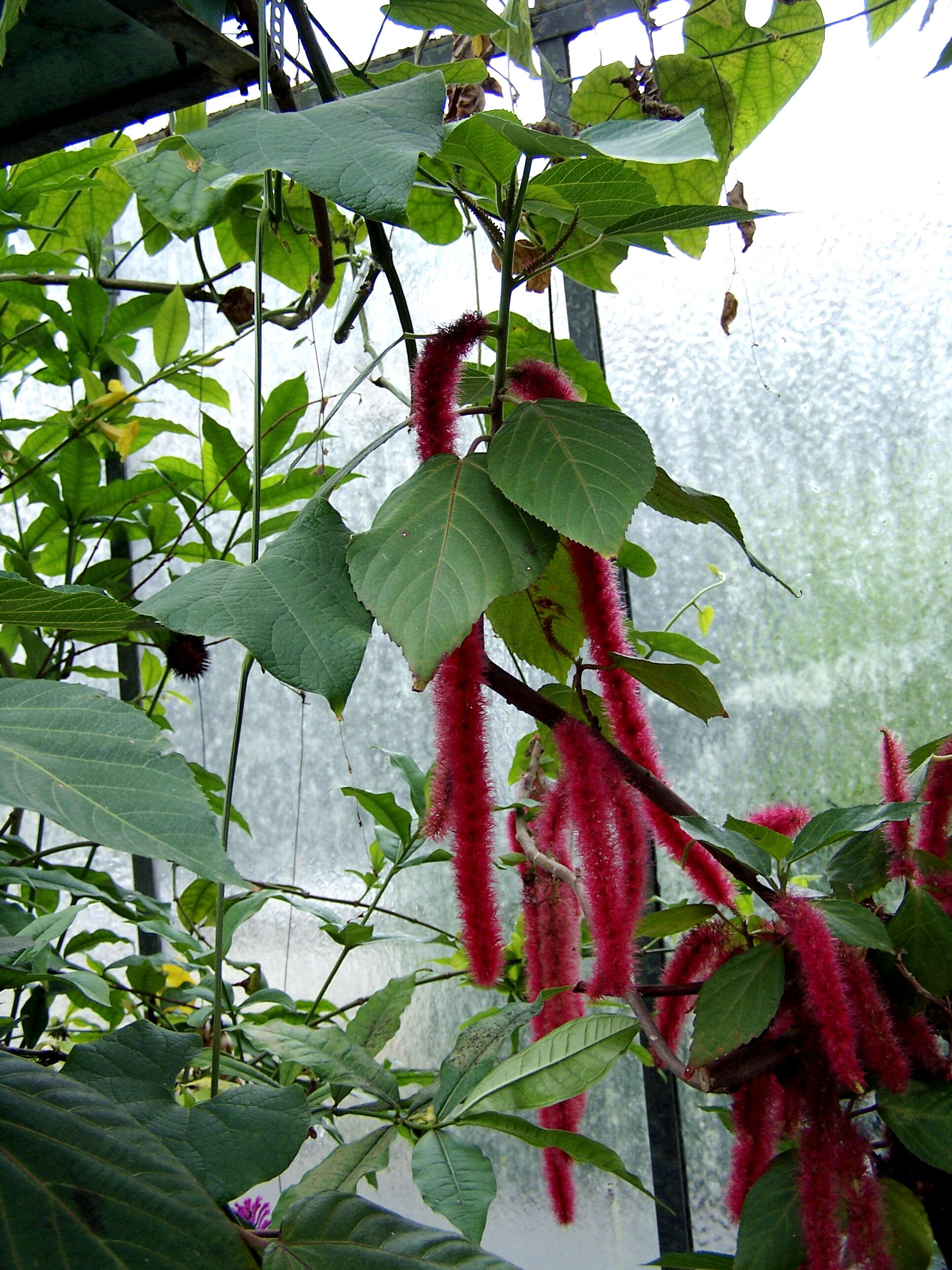 Imagem de Acalypha hispida Burm. fil.