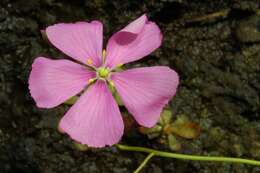 Image of Drosera hamiltonii C. R. P. Andrews