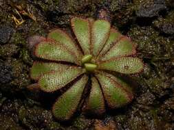 Image of Drosera hamiltonii C. R. P. Andrews