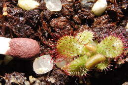 Image of Drosera hamiltonii C. R. P. Andrews