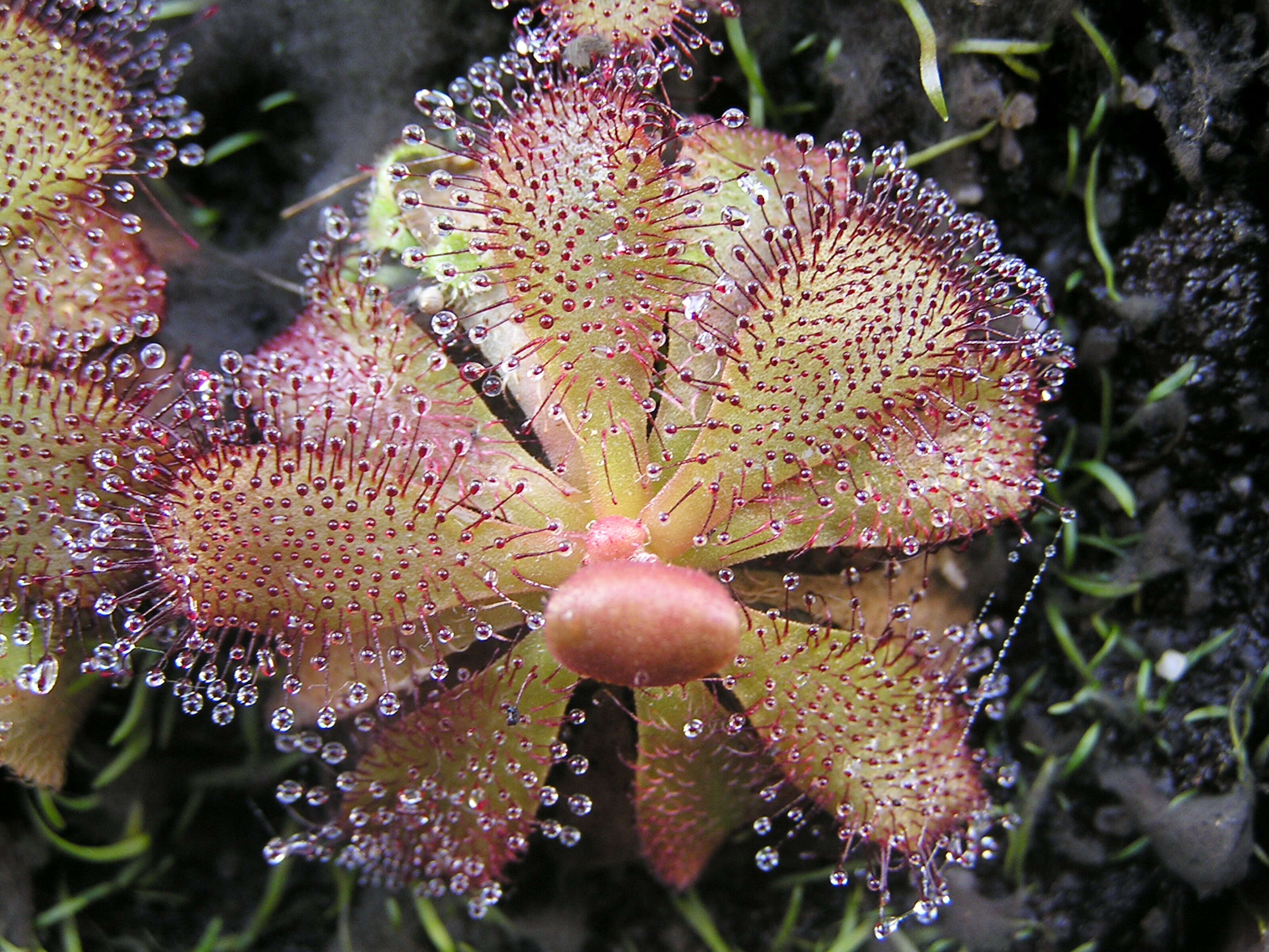 Image of Drosera hamiltonii C. R. P. Andrews