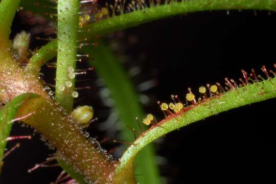 Image of Drosera hartmeyerorum Schlauer