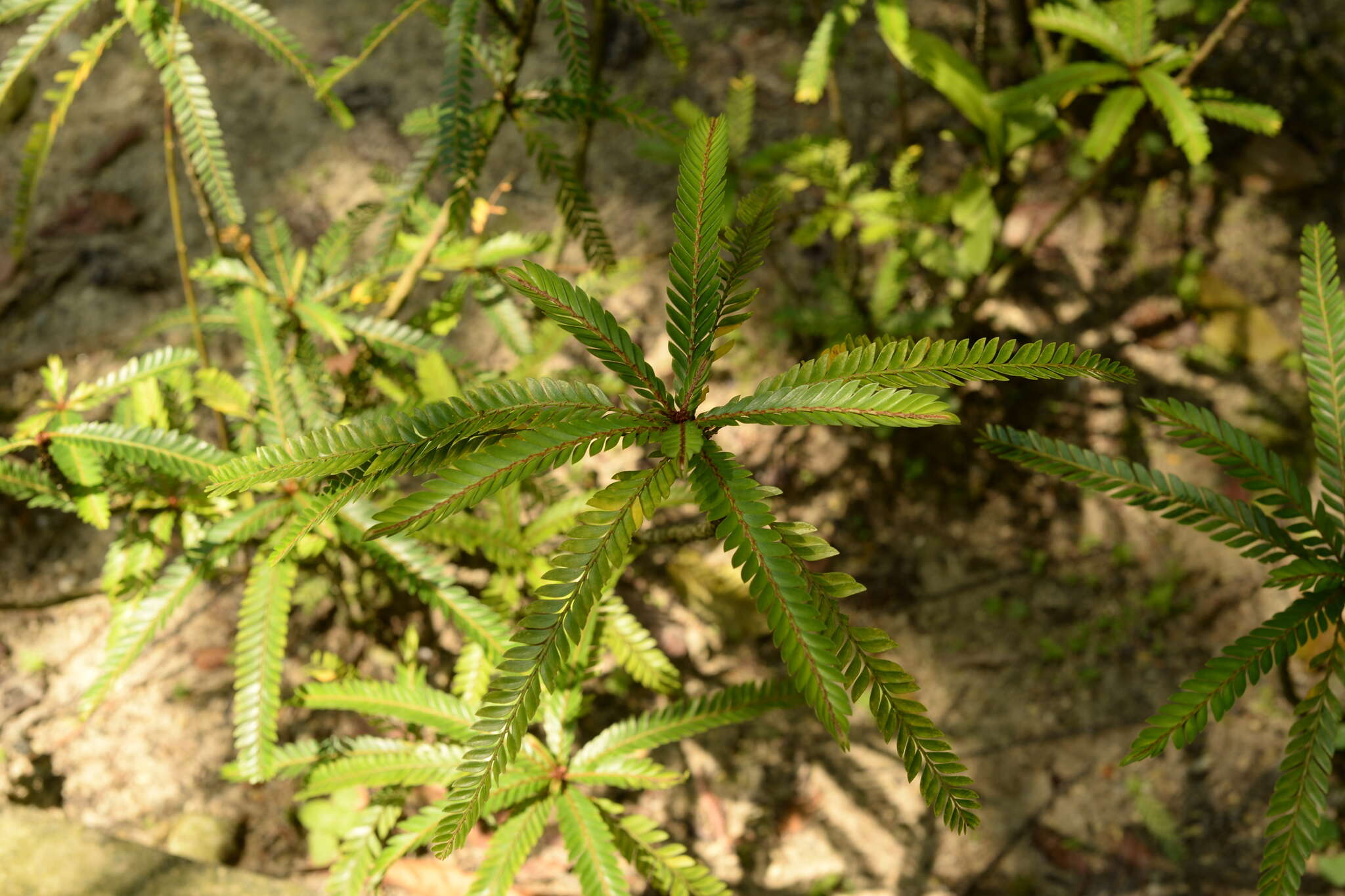 Sivun Phyllanthus watsonii Airy Shaw kuva
