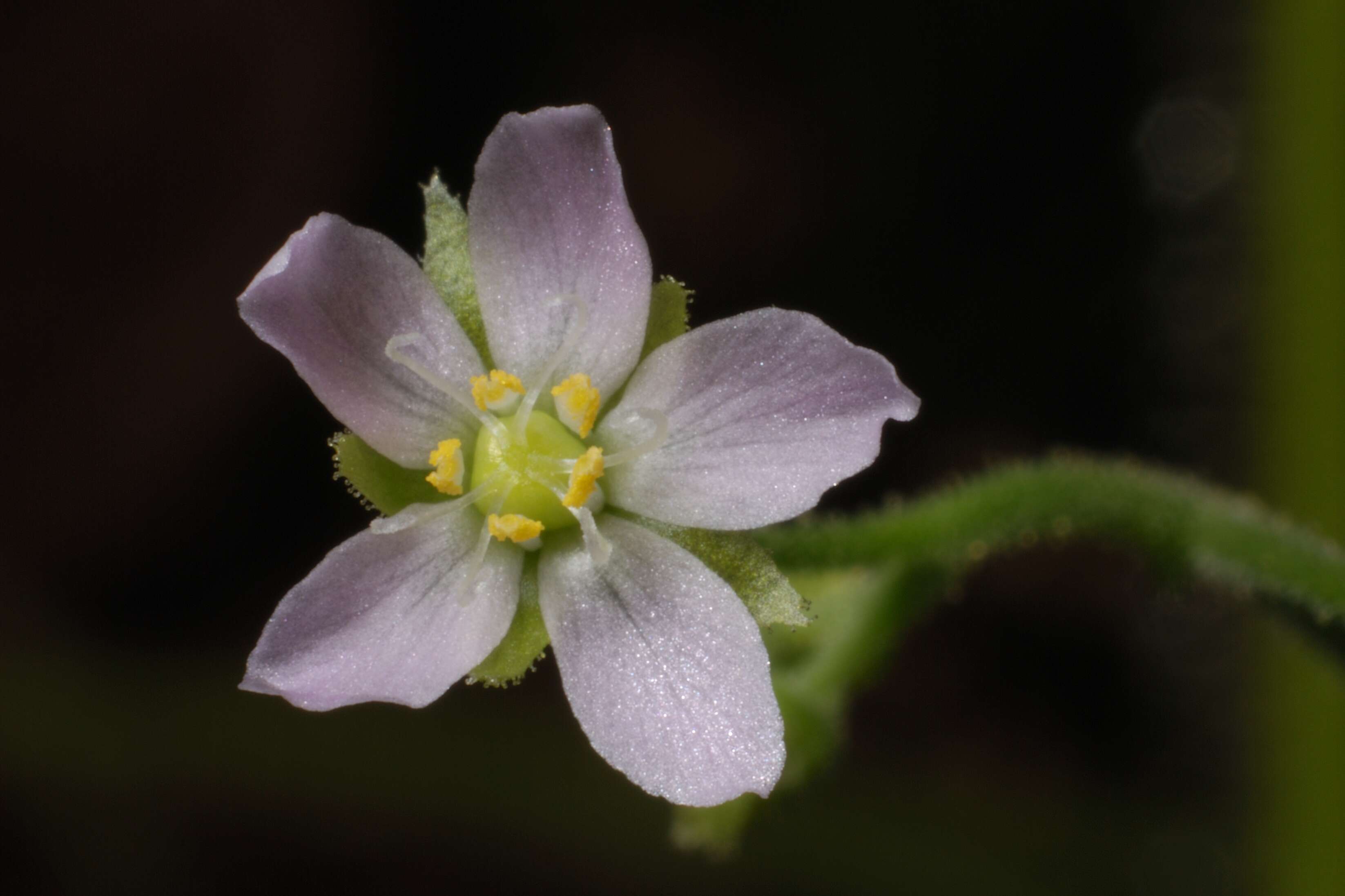 Image of Indian Sundew