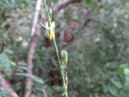 Image of Echeandia luteola Cruden