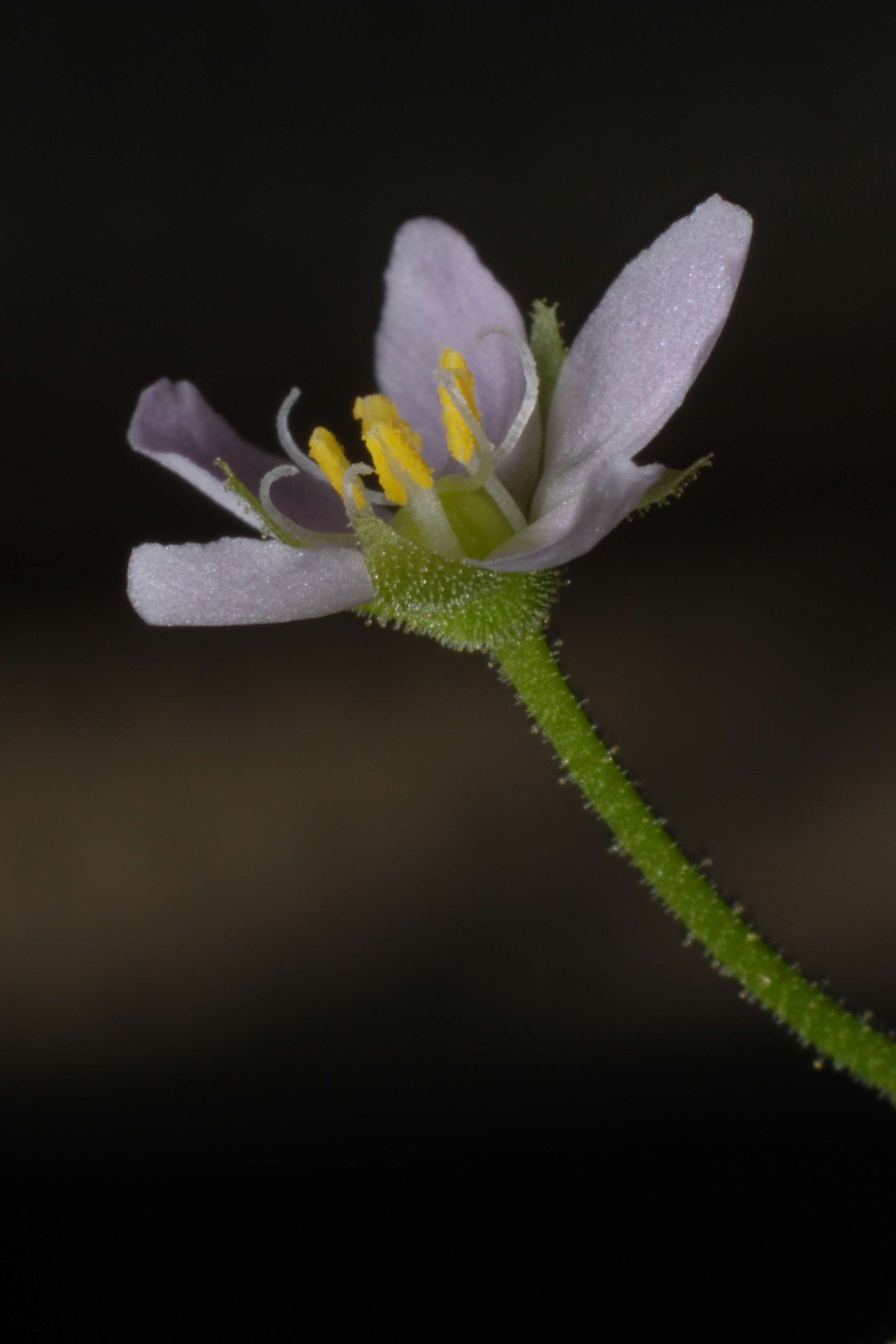 Image of Indian Sundew