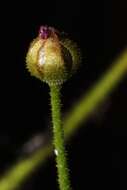 Image of Indian Sundew