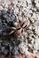 Image of Jumping spider