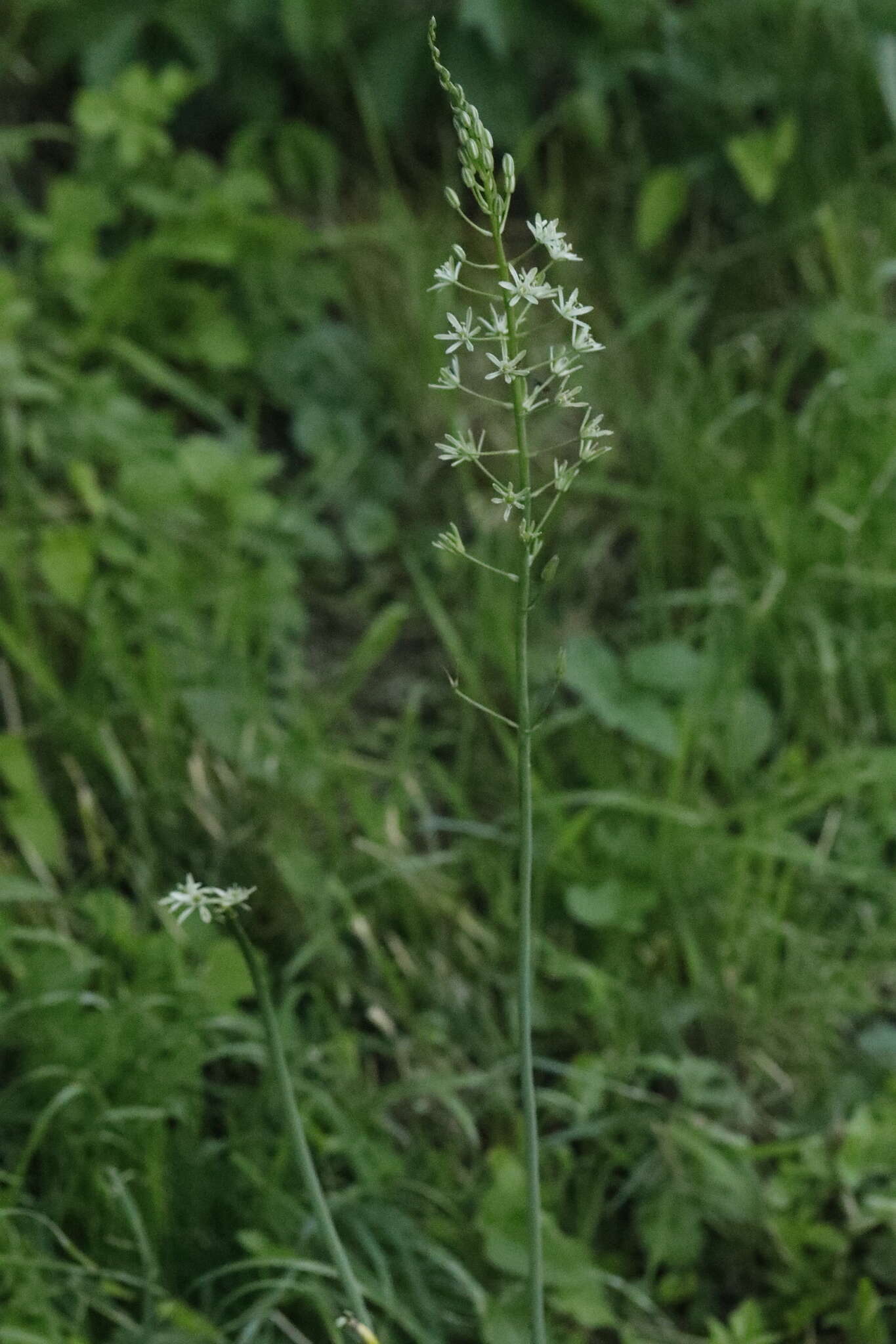 Image of Ornithogalum sphaerocarpum A. Kern.