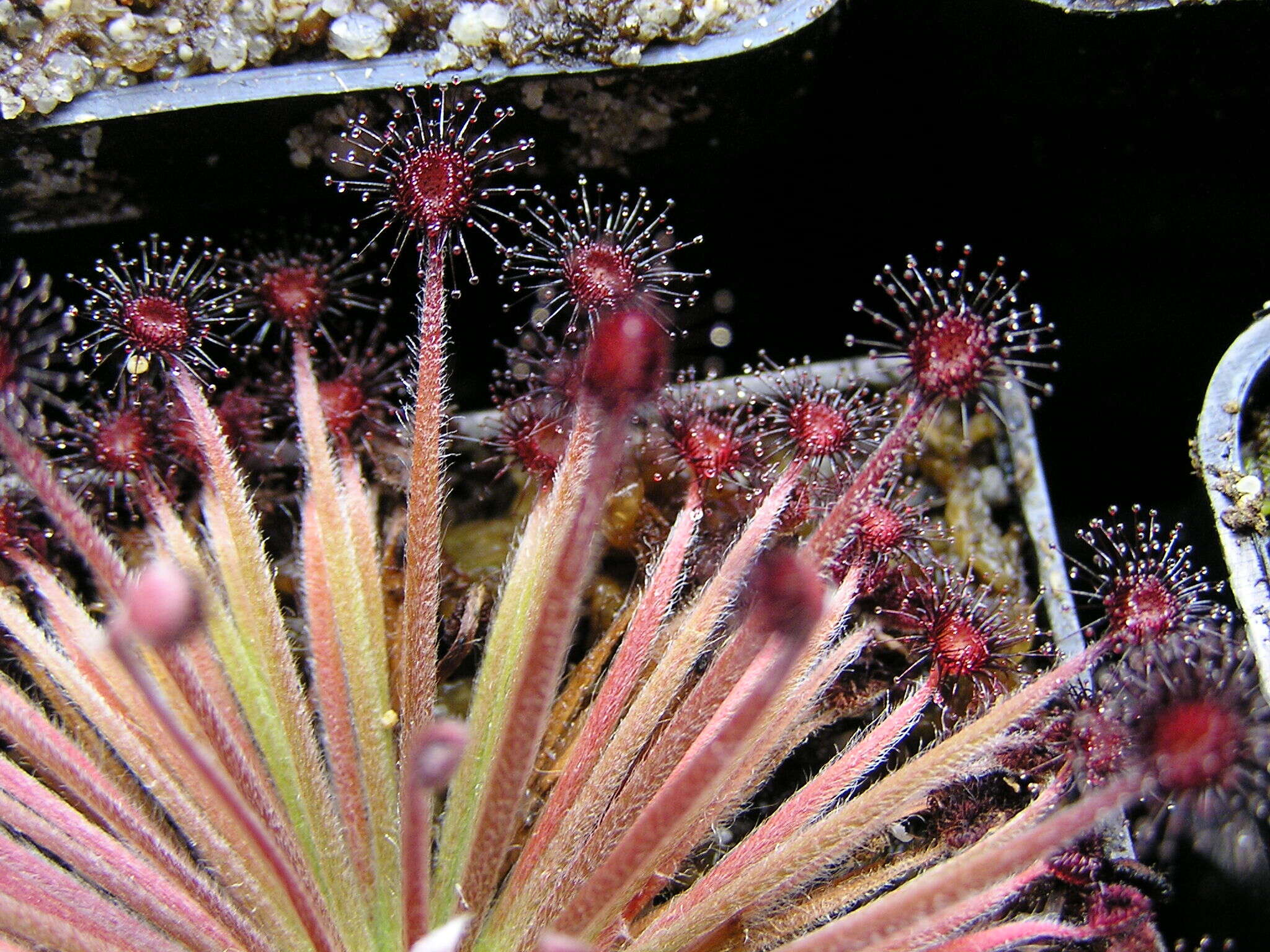 Image of Drosera lanata