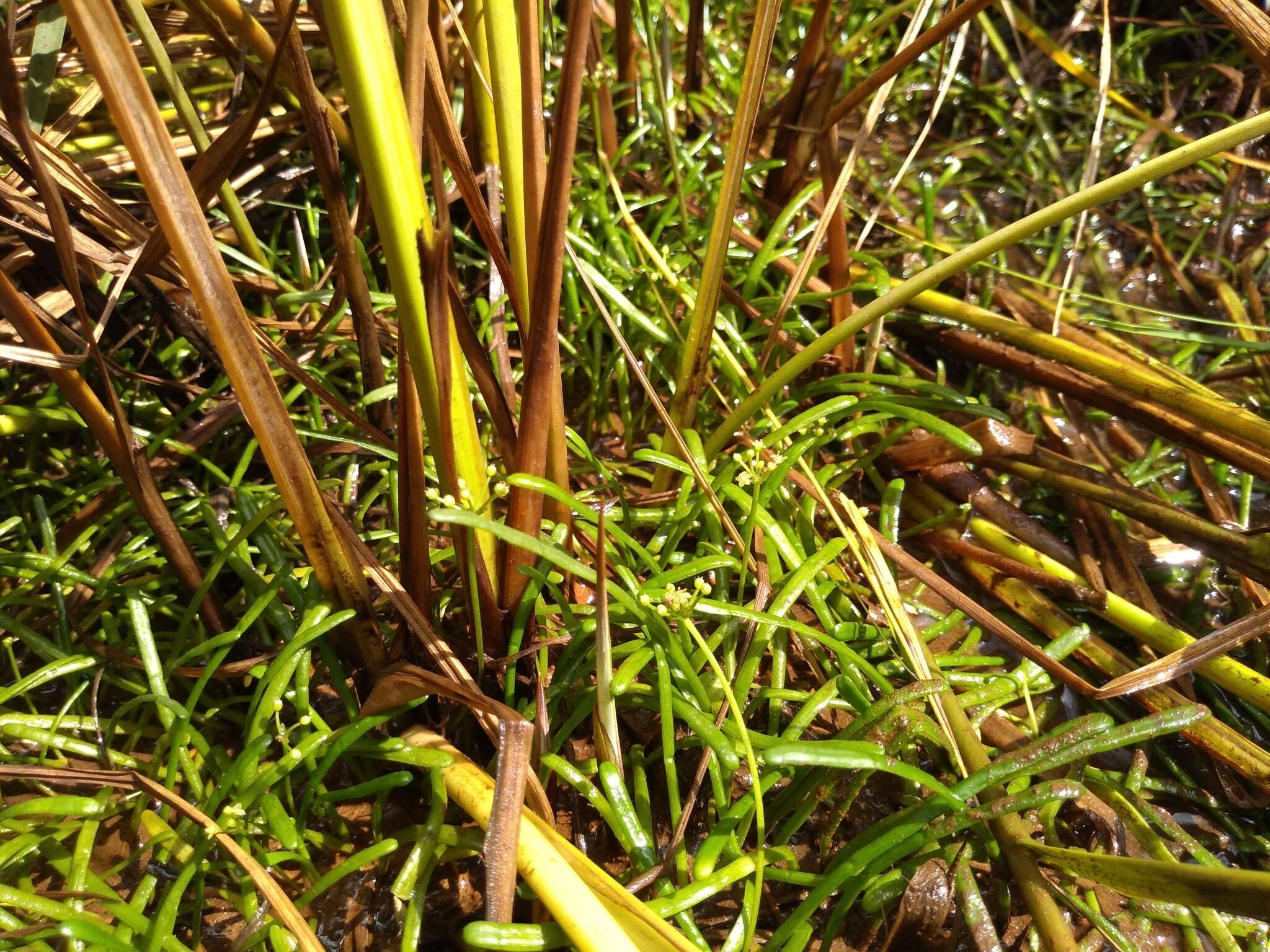 Imagem de Lilaeopsis chinensis (L.) Kuntze