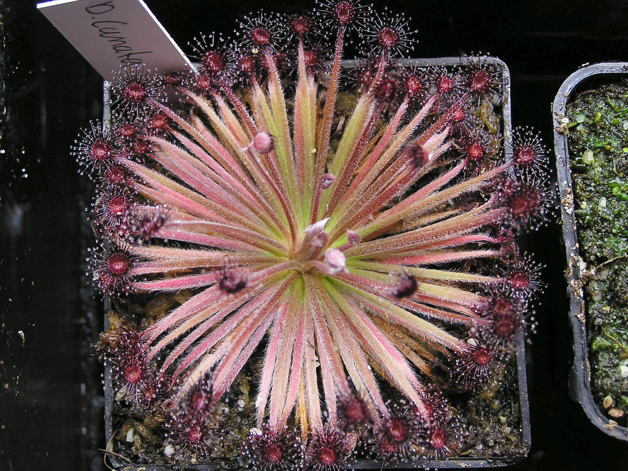 Image of Drosera lanata