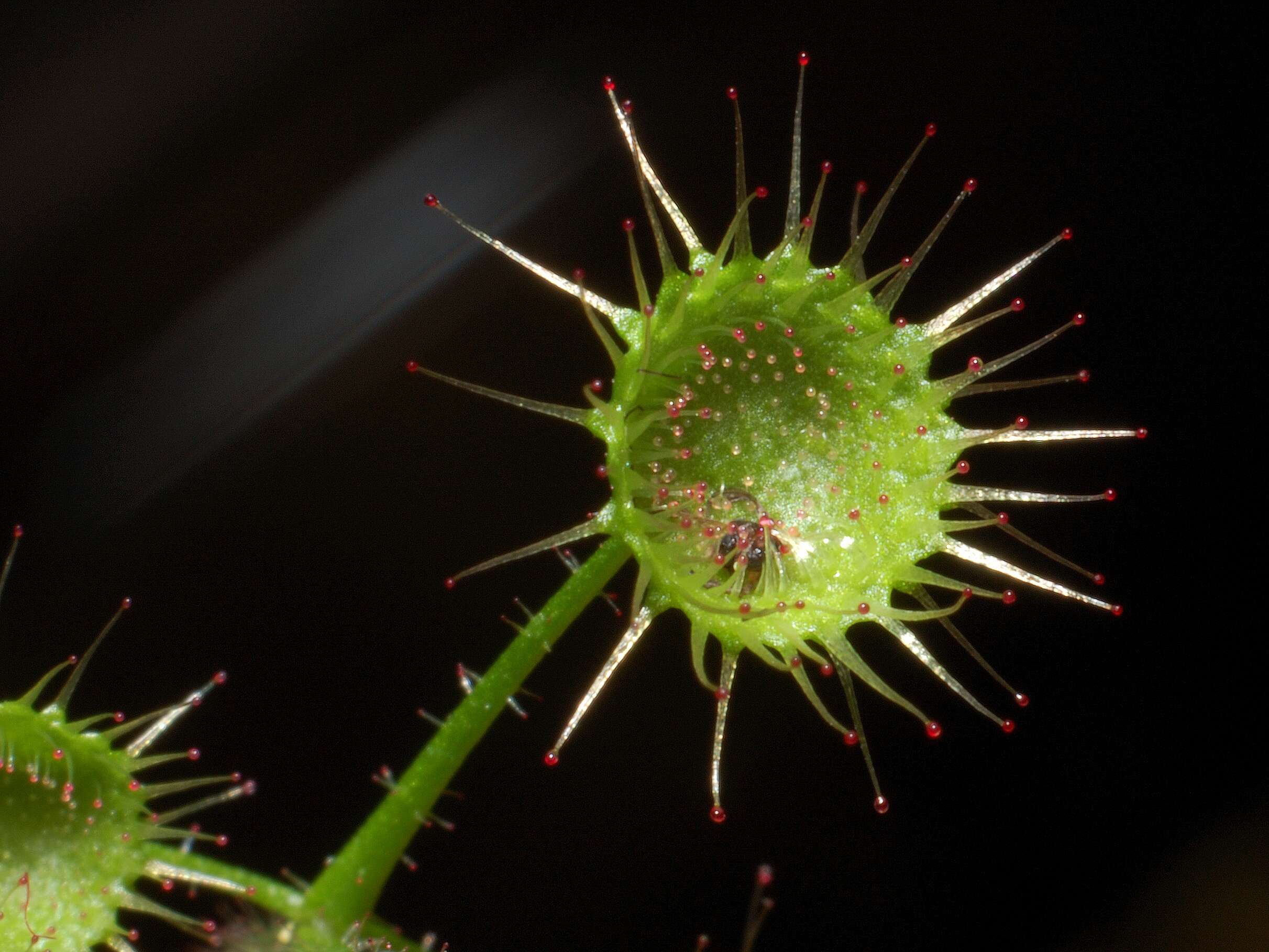 Image of Drosera macrantha Endl.