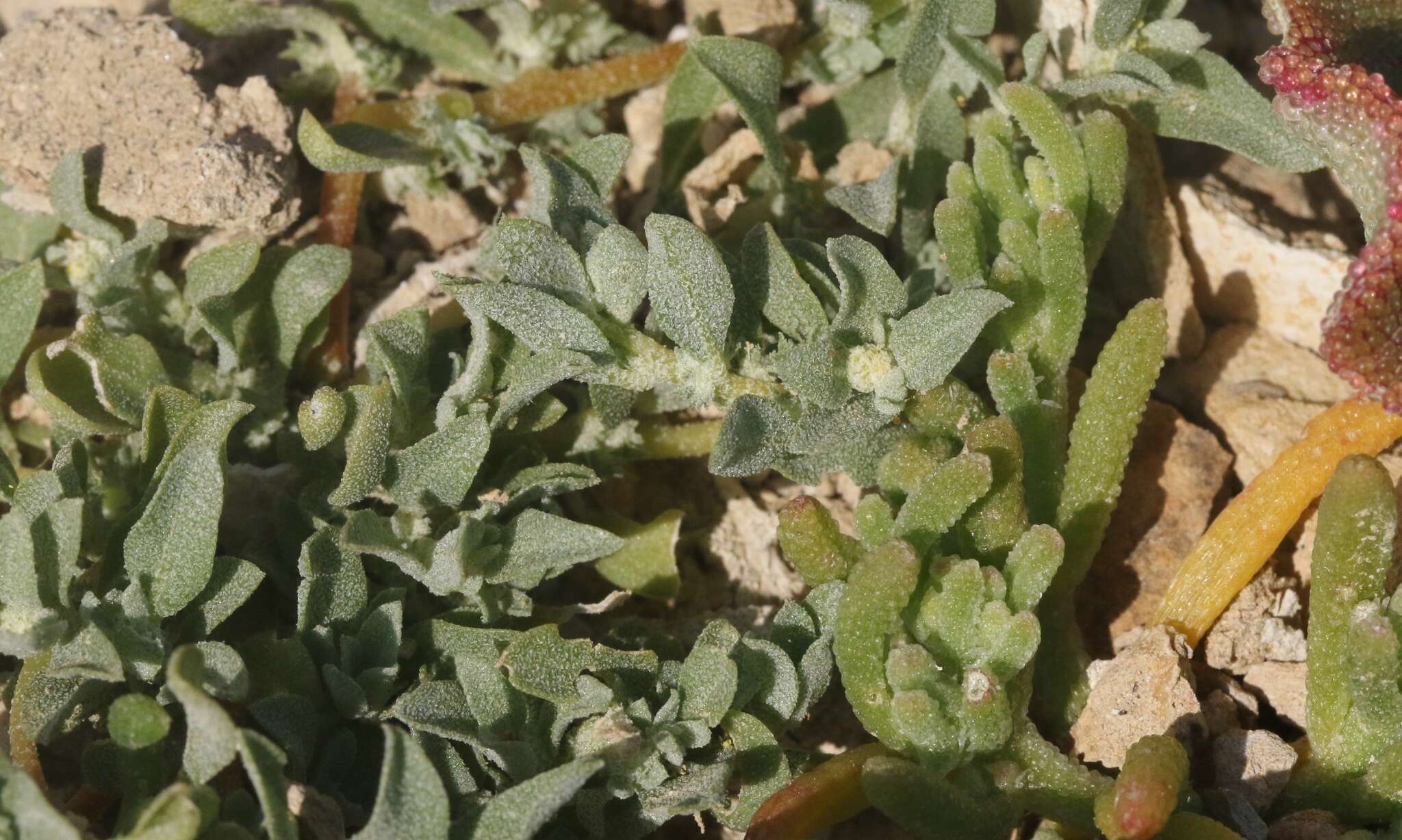 Imagem de Atriplex serenana var. davidsonii (Standl.) Munz