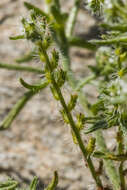 Image de Cryptantha maritima (Greene) Greene