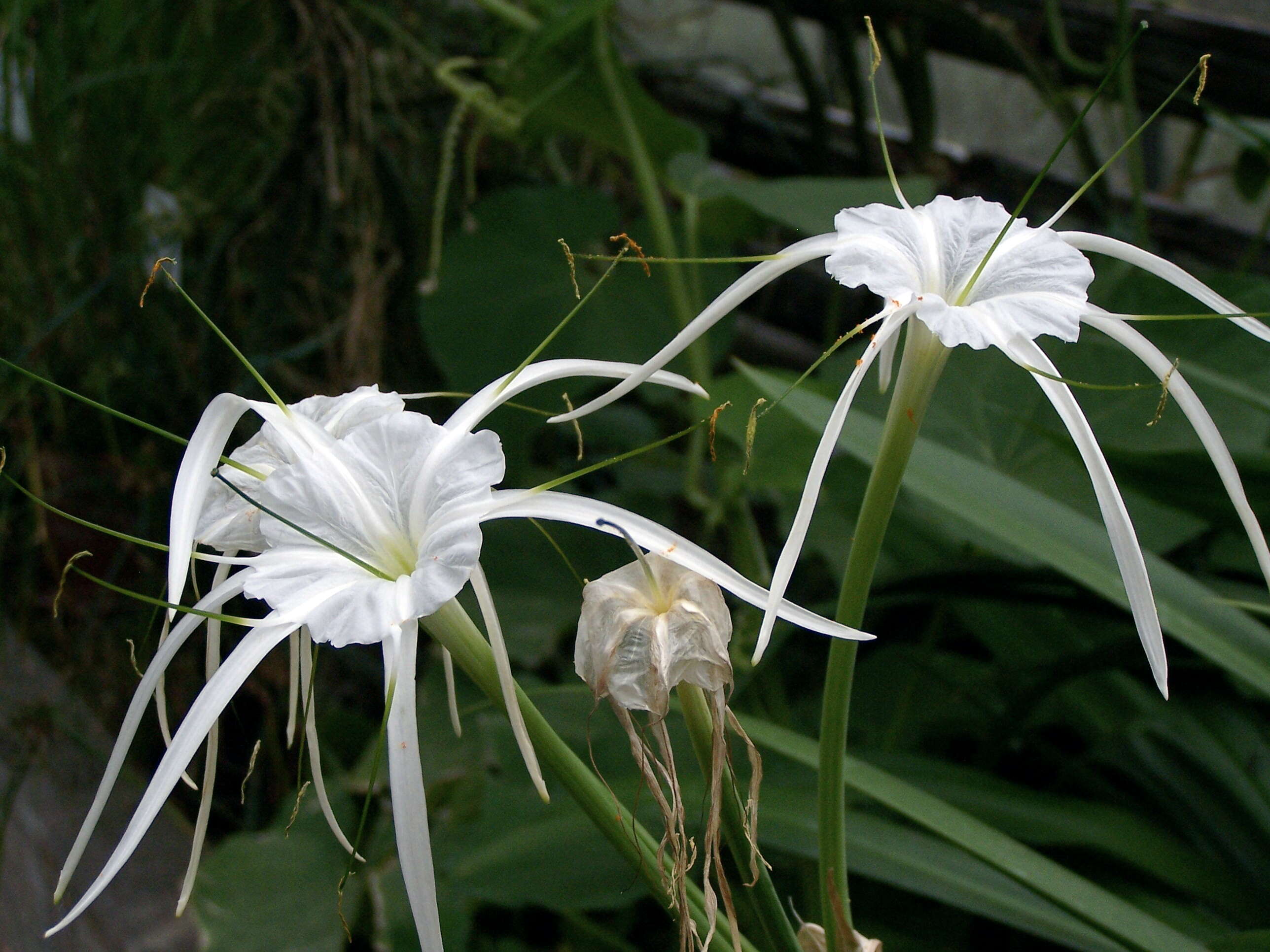 Image of beach spiderlily