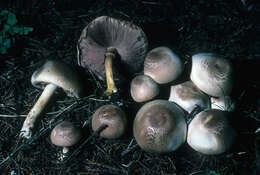 Image of Agaricus abruptibulbus Peck 1905