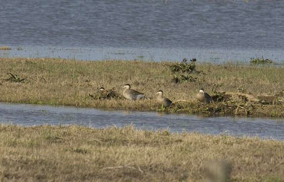 Image of Silver Teal