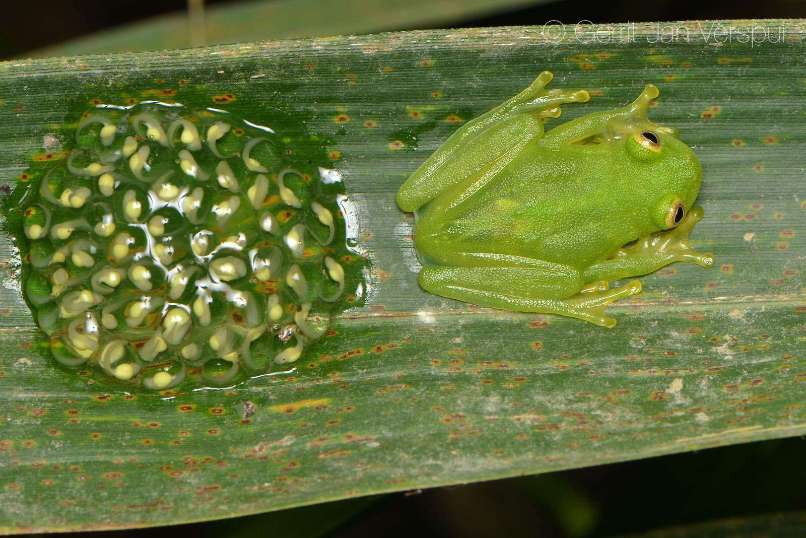 Image de Hyalinobatrachium chirripoi (Taylor 1958)