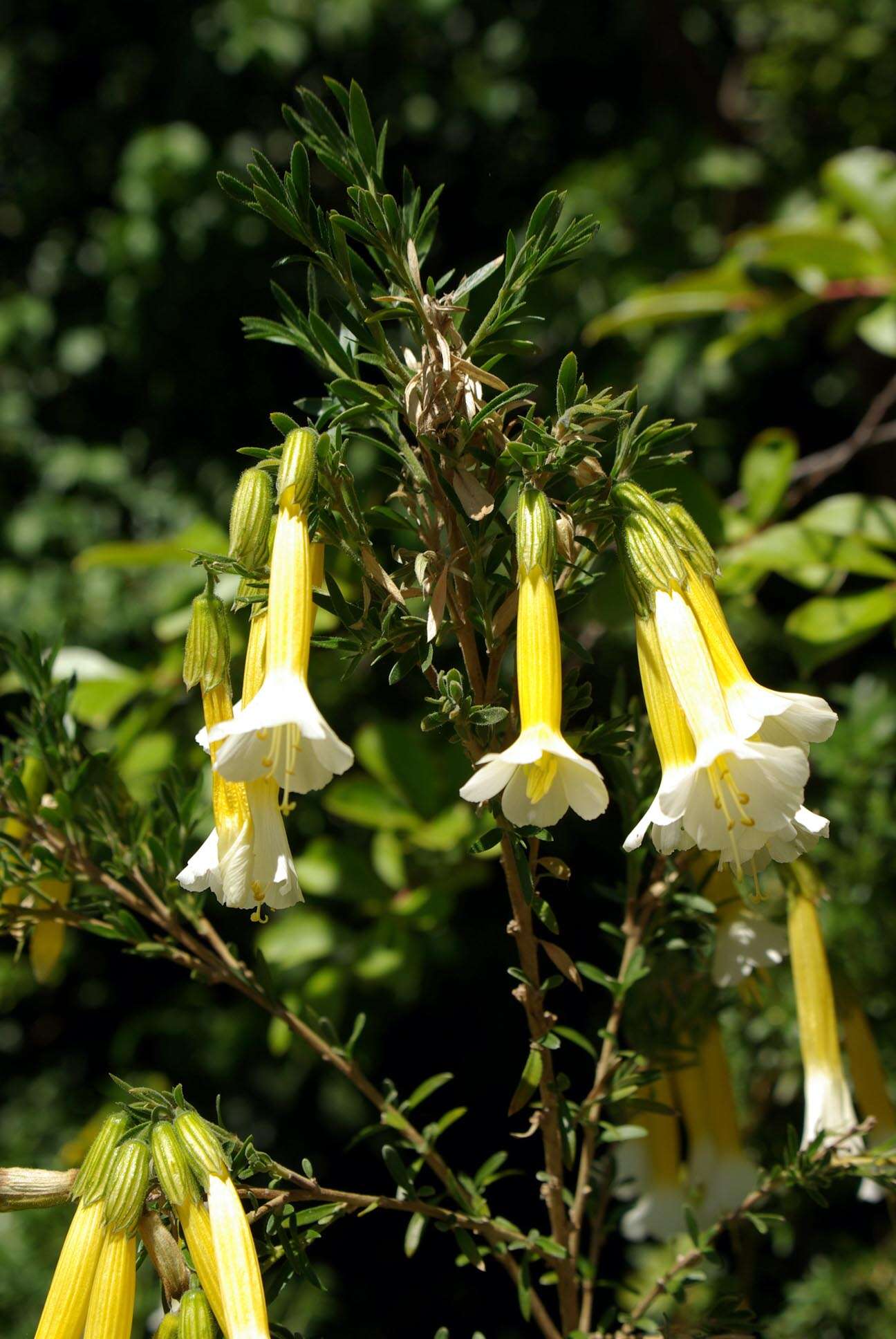 Image of Cantua pyrifolia Juss.