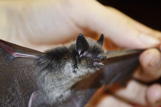 Image of Myotis sibiricus Kastschenko 1905