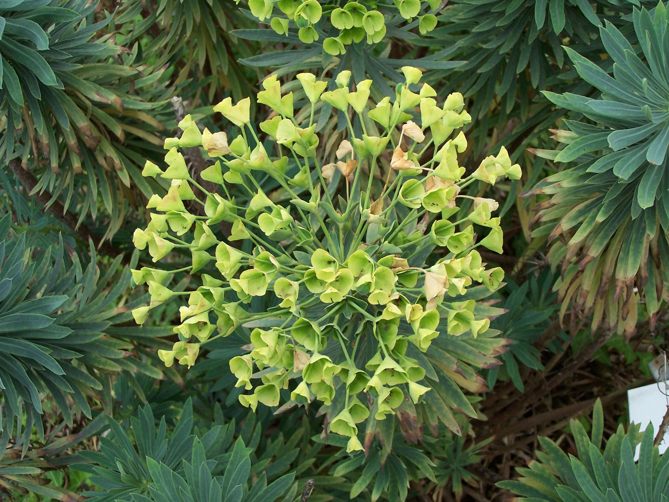 Image of Albanian spurge