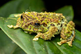 Image of Mossy Bush Frog