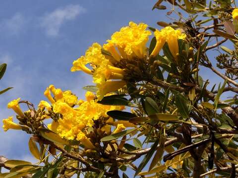 Image of Caribbean trumpet tree