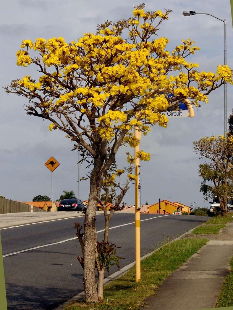 Image of Caribbean trumpet tree